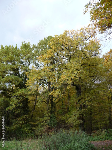 Lum 2019-11-09 Honnef 146 photo