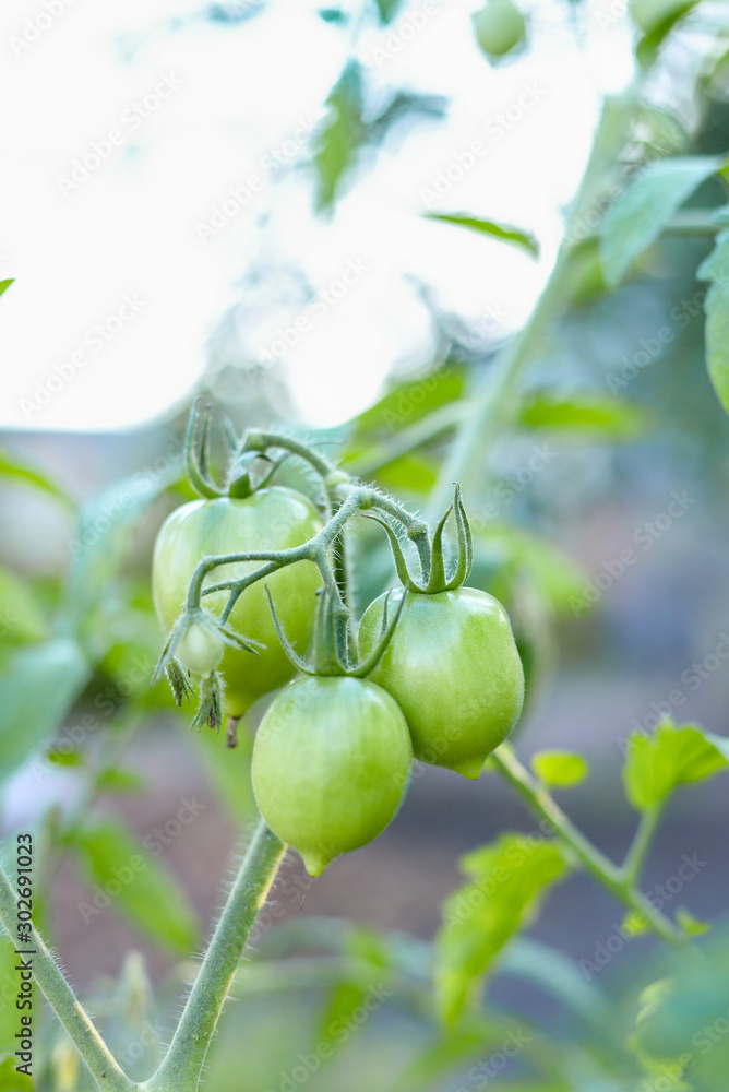 green tomatoes grow on a branch
