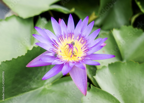 Fresh blooming purple lotus in a pond
