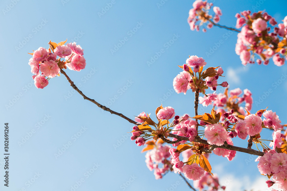 Beautiful sakura flowers on a clear day in Hokkaido, Japan.