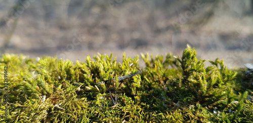 green moss, spring, awakening, macro photography
