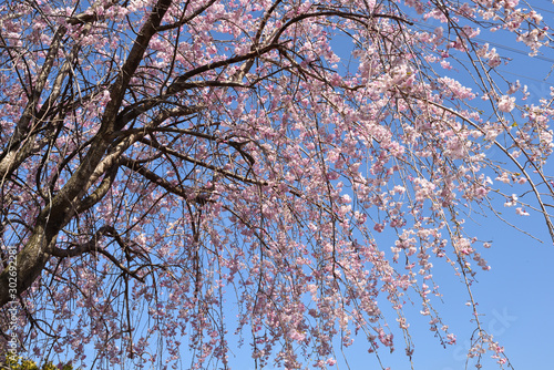 Cherry blossom, spring has come photo