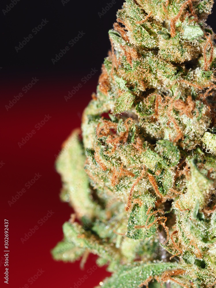 Cannabis flower macro closeup on red & black Cannabis flower macro closeup on red & black