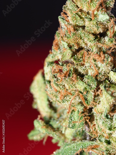 Cannabis flower macro closeup on red & black