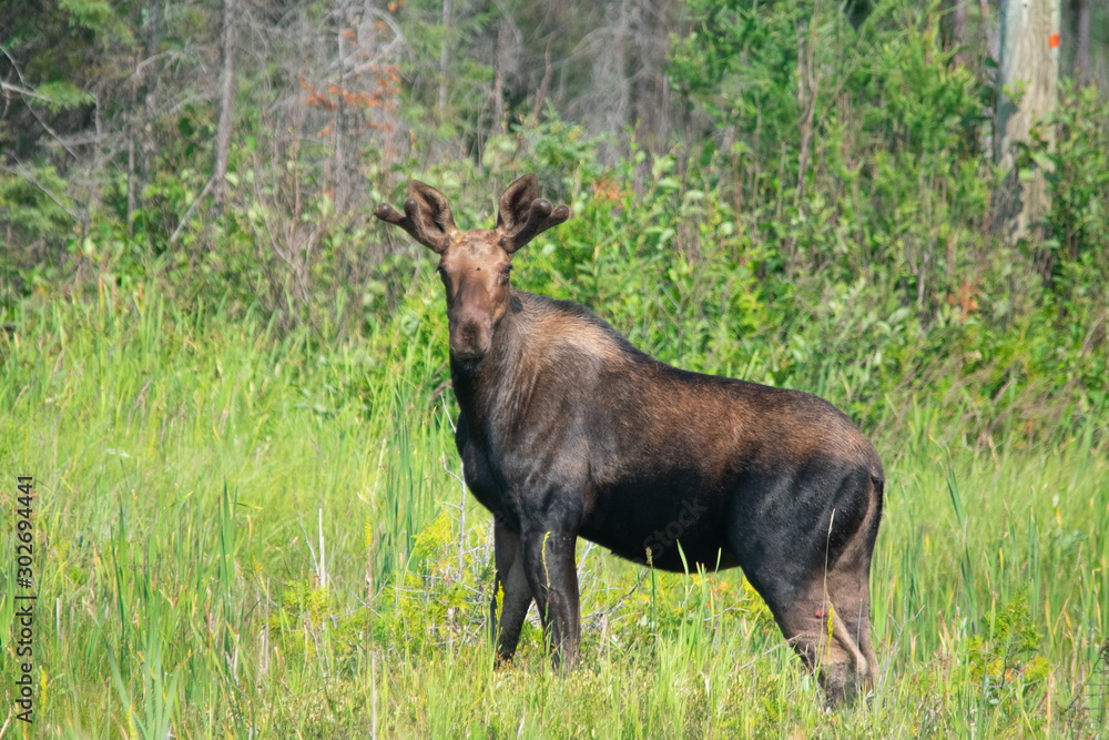 Moose looking at you Moose looking at you