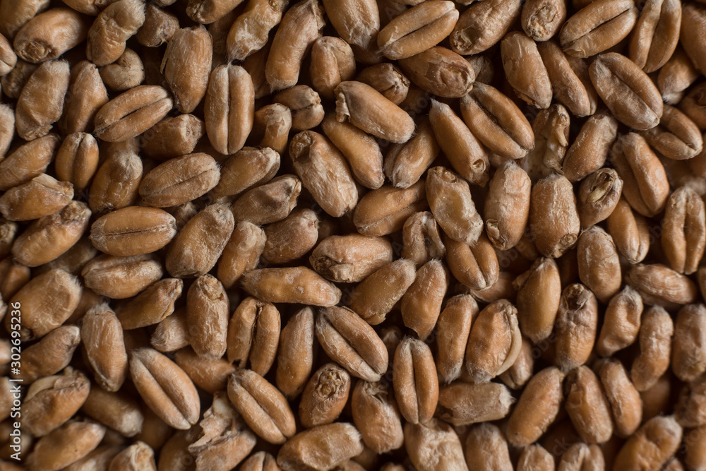 Wheat for alcohol production. Wheat background. Top view, flat lay Wheat for alcohol production. Wheat background. Top view, flat lay