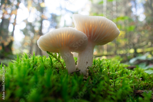 White mushroom light