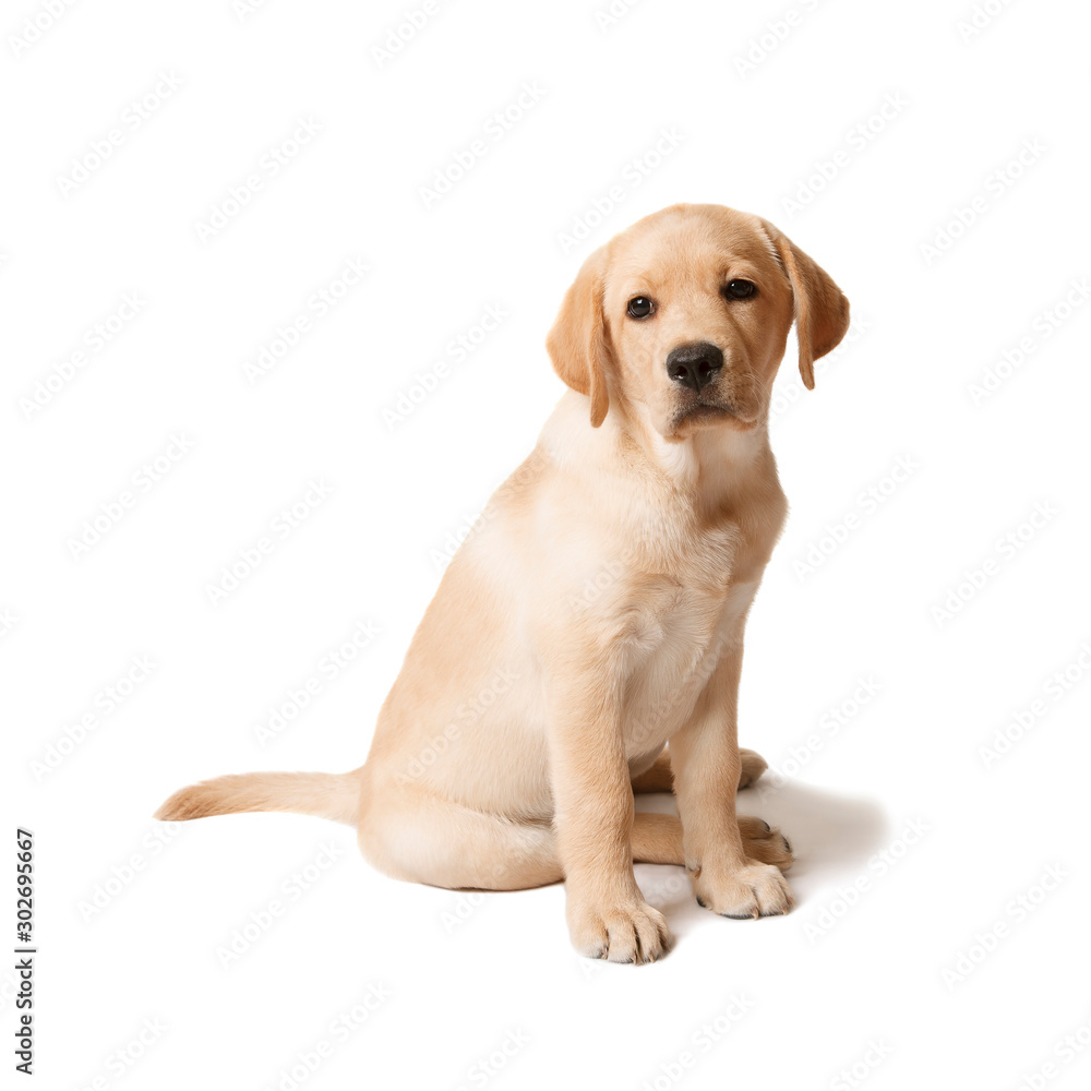 Little puppy of labrador retriever isolated on white