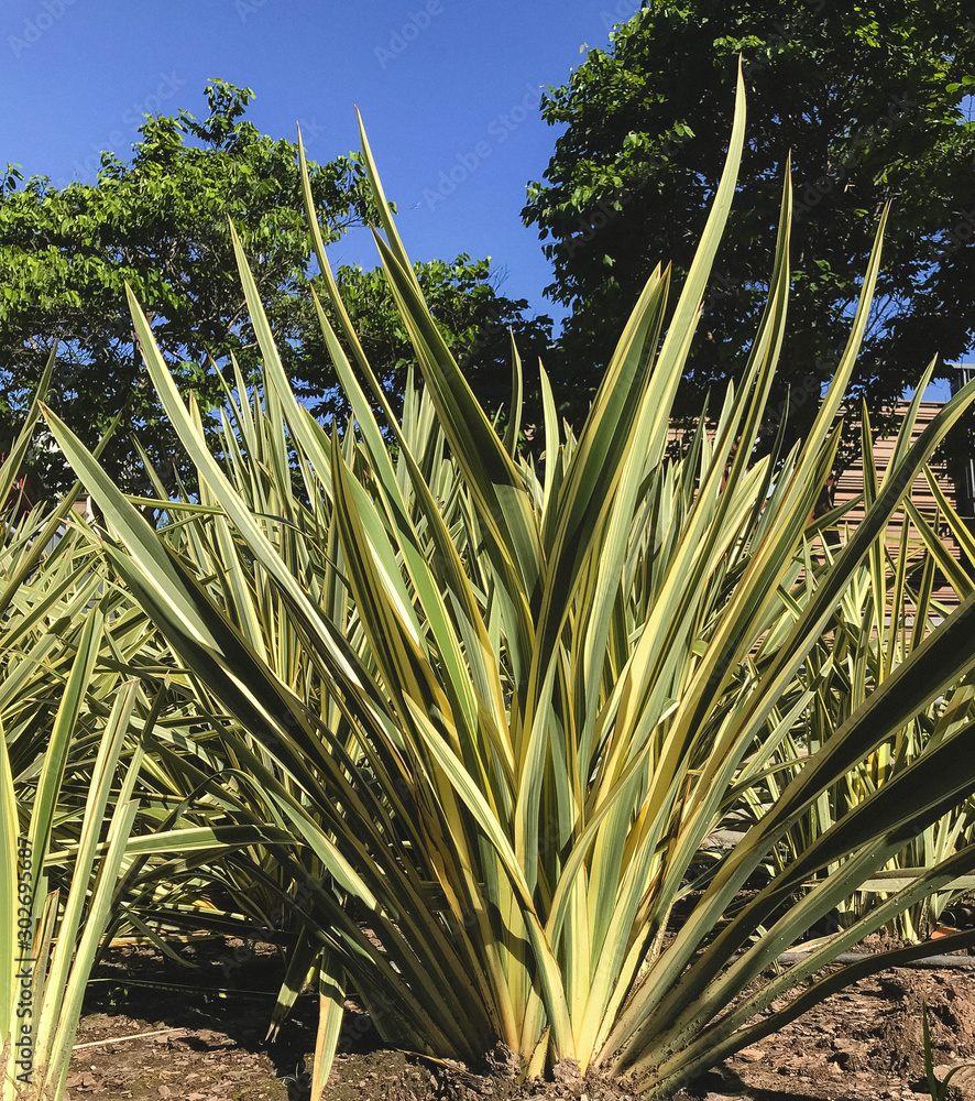 Phormium tenax