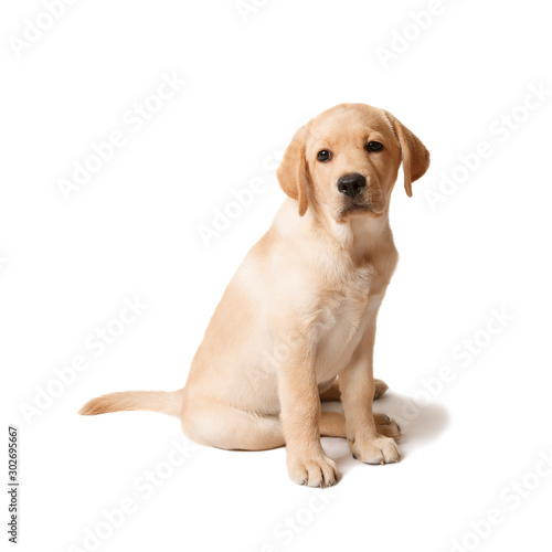 Little puppy of labrador retriever isolated on white