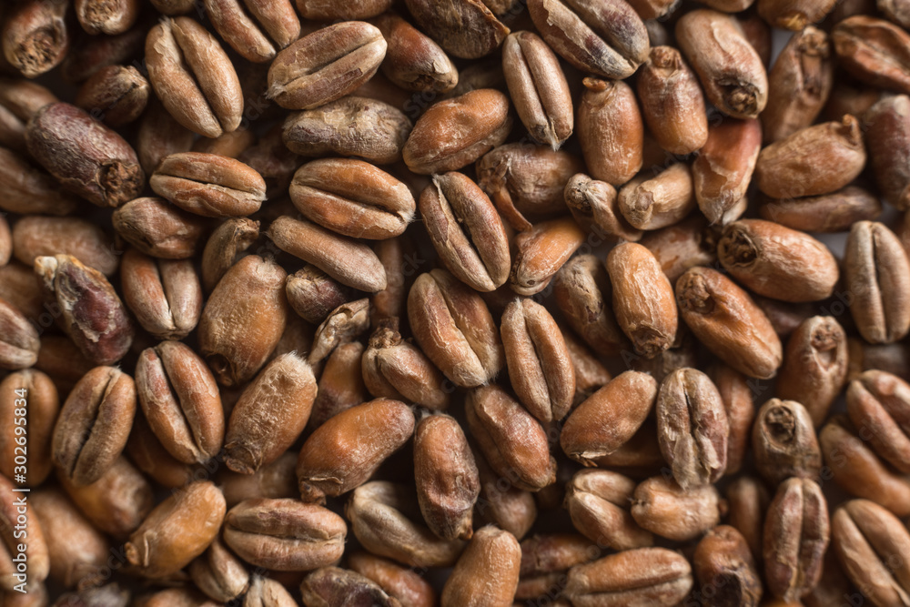 Wheat for alcohol production. Wheat background. Top view, flat lay Wheat for alcohol production. Wheat background. Top view, flat lay