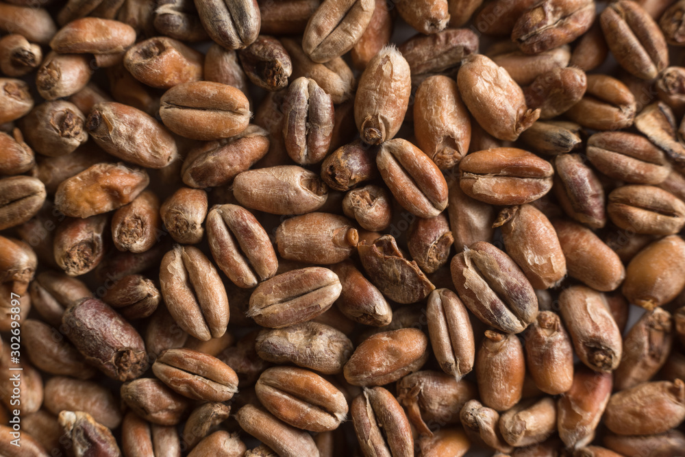 Wheat for alcohol production. Wheat background. Top view, flat lay Wheat for alcohol production. Wheat background. Top view, flat lay