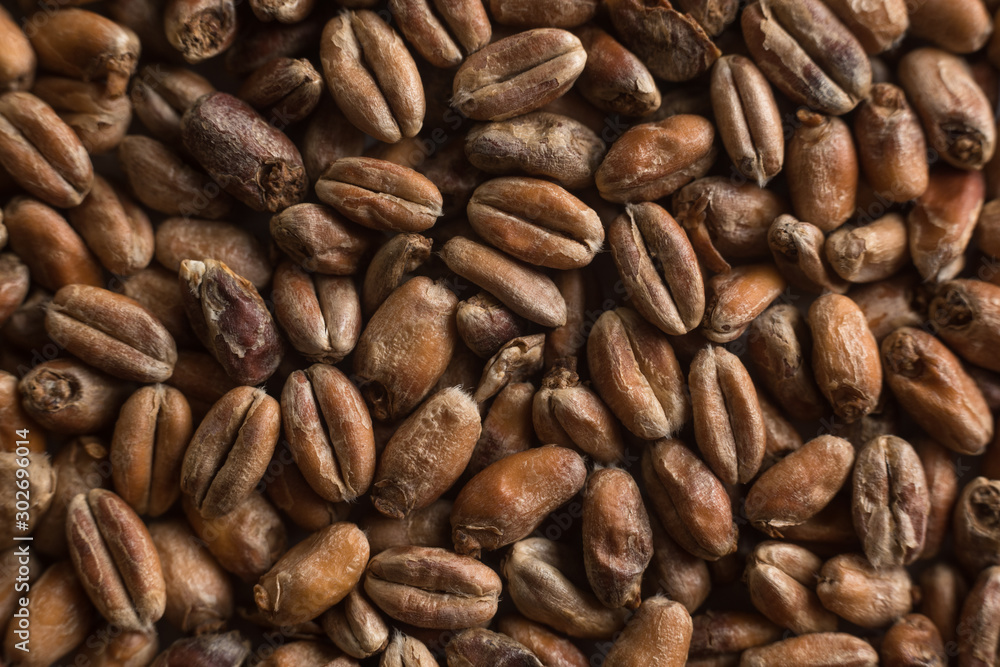 Wheat for alcohol production. Wheat background. Top view, flat lay Wheat for alcohol production. Wheat background. Top view, flat lay