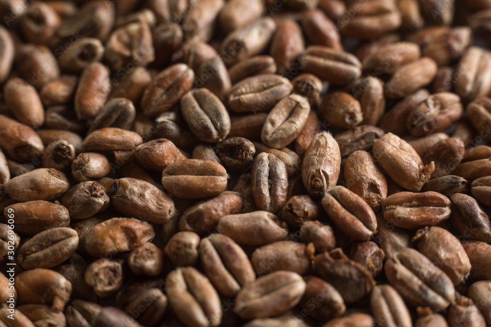 Wheat for alcohol production. Wheat background. Top view, flat lay Wheat for alcohol production. Wheat background. Top view, flat lay
