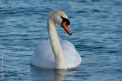 Mute swan on the lake