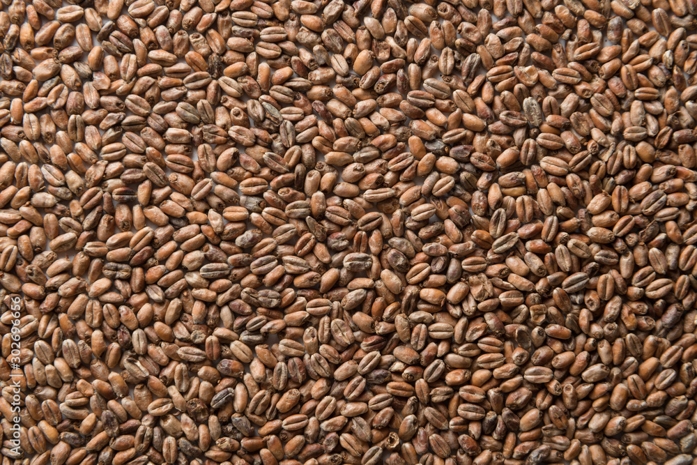 Wheat for alcohol production. Wheat background. Top view, flat lay Wheat for alcohol production. Wheat background. Top view, flat lay
