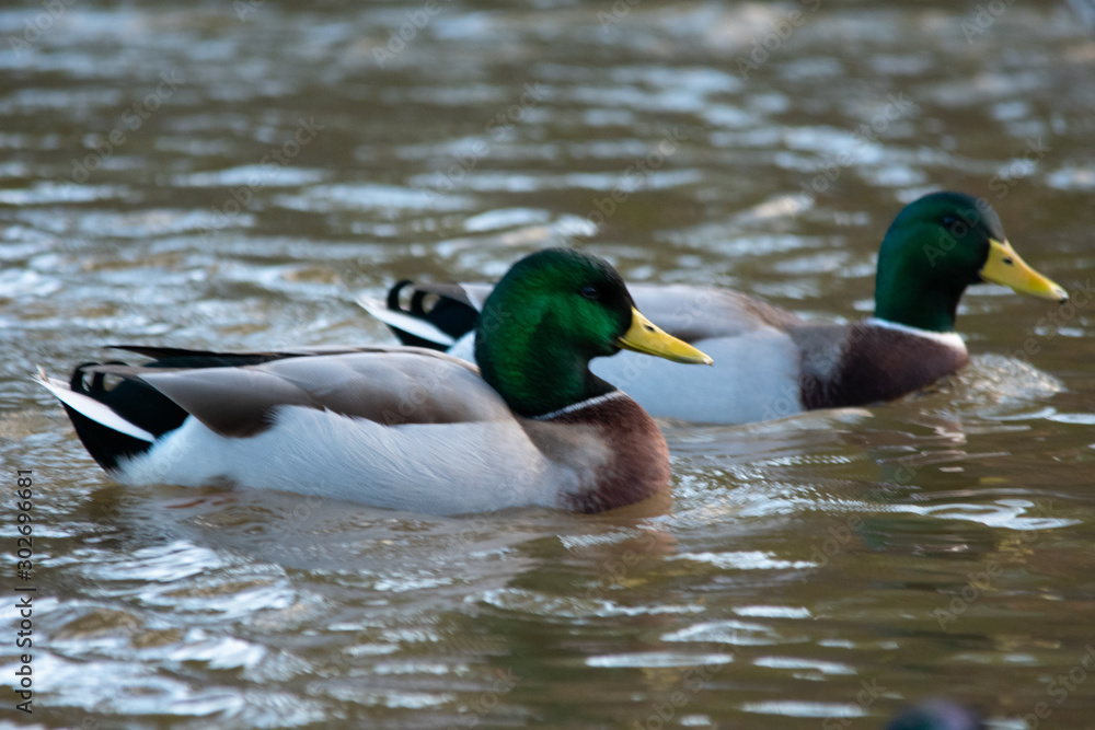 Two ducks Two ducks