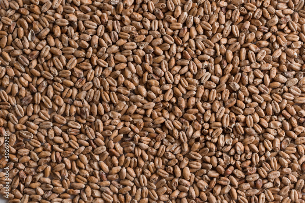 Wheat for alcohol production. Wheat background. Top view, flat lay Wheat for alcohol production. Wheat background. Top view, flat lay