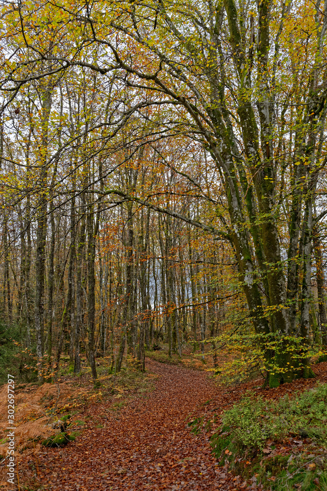 Obraz premium chemin en automne