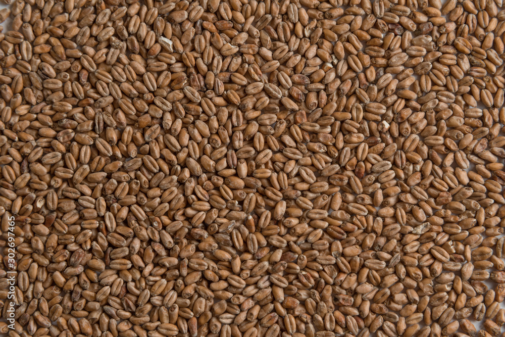 Wheat for alcohol production. Wheat background. Top view, flat lay Wheat for alcohol production. Wheat background. Top view, flat lay