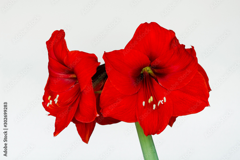 Red Amaryllis Flower Red Amaryllis Flower