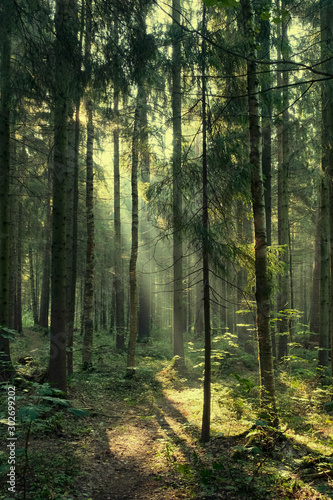 Fototapeta Naklejka Na Ścianę i Meble -  Landscape, rays of the sun in a dark magic pine forest