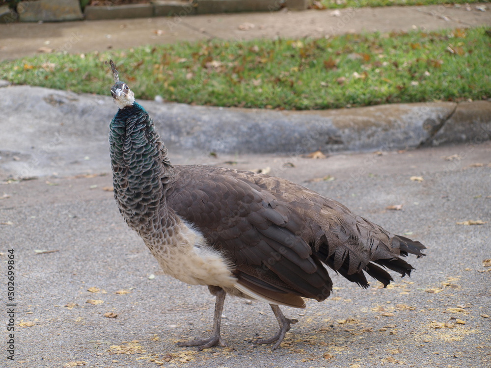 Fototapeta premium A Peafowl Wondeing while it Wanders