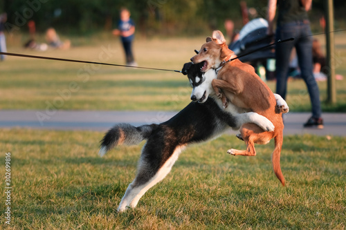 A place for walking dogs. Funny dogs are playing with each other on the lawn. 