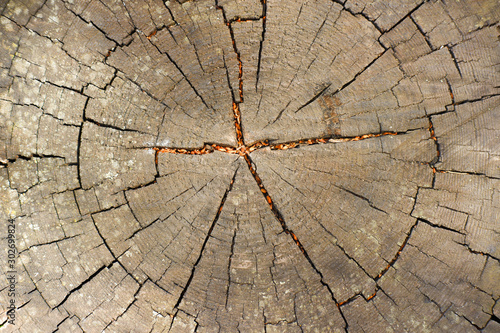 stump - top view. Cross section of tree trunk showing growth rings. log. timber wood texture. 