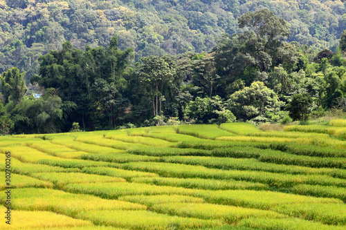 Rice fields are steps Green and yellow on the high mountains