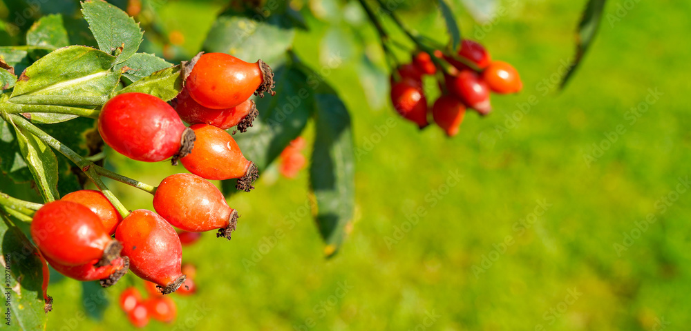 postcard autumn concept place for text. red rose hips on a blurred background of green grass. high quality postcard autumn concept place for text. red rose hips on a blurred background of green grass. high quality