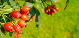 postcard autumn concept place for text. red rose hips on a blurred background of green grass. high quality