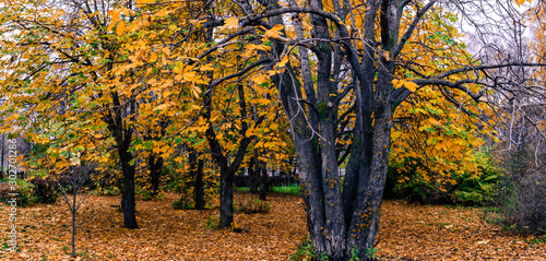 Autumn park is beautiful in their contrast