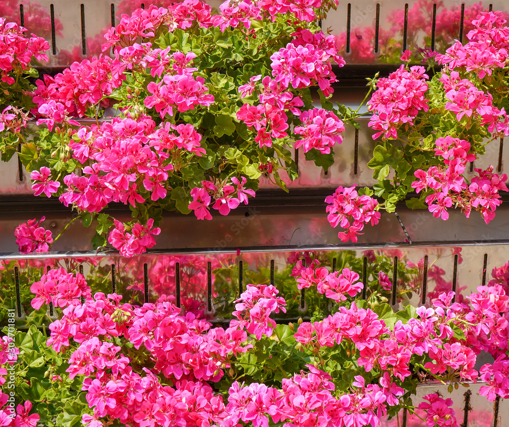 pink geranium. living wall of plants exterior 