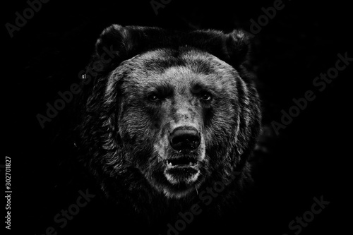 a darkened image, a stern brown slightly perplexing beast looks out of the darkness with small eyes. black and white photo isolated on a black background.