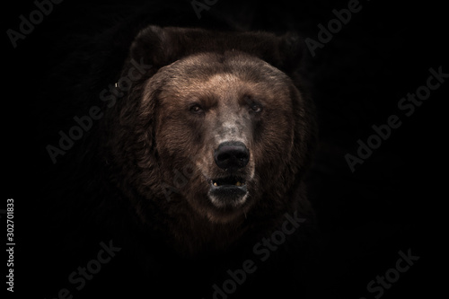 a darkened image, a stern brown slightly perplexing beast looks out of the darkness with small eyes.  isolated on a black background.
