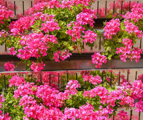 Fototapeta Naklejka Na Ścianę i Meble -  pink geranium. living wall of plants exterior 