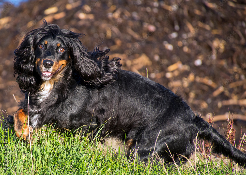 Spaniel with a Smile Spaniel with a Smile