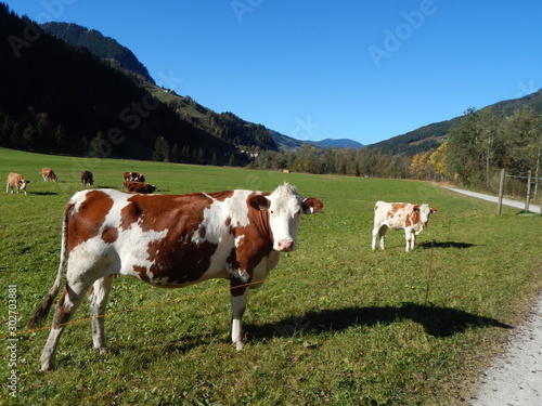 cows in a field © Heiko
