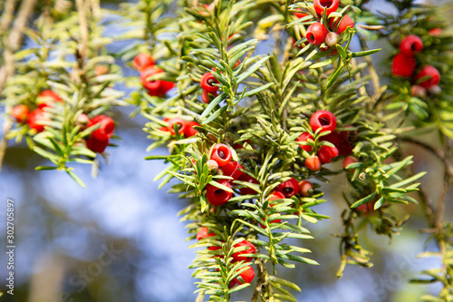 Colorful nature background with red berries of Taxus or Yews (Taxaceae)