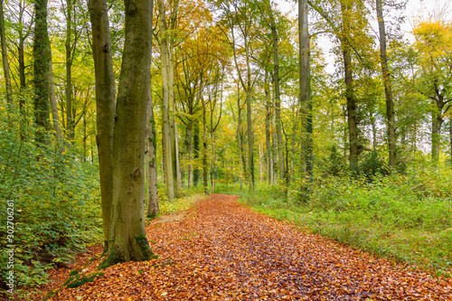 Hiking trail between between beech trees in autumn colors in a Dutch forest