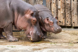 Cute little Hippo