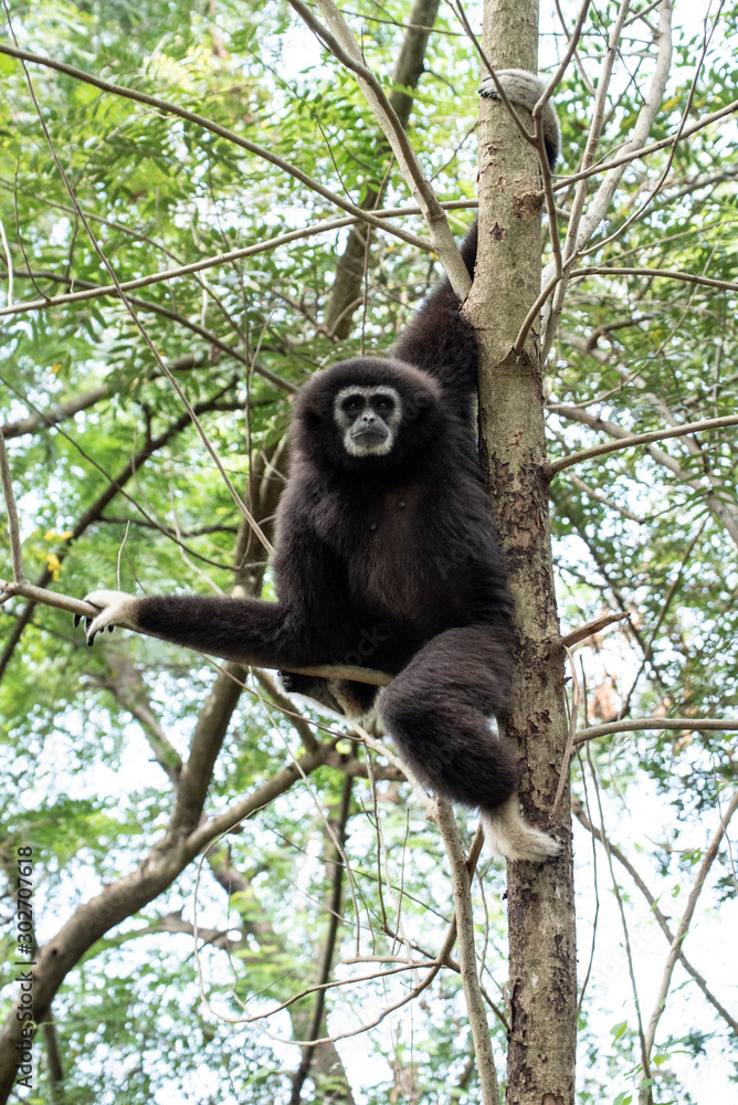Gibbon dans la forêt équatoriale (animaux Gibbon dans la forêt équatoriale (animaux