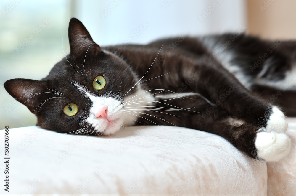 Portrait of a beautiful black and white cat resting on a sofa in a bright room