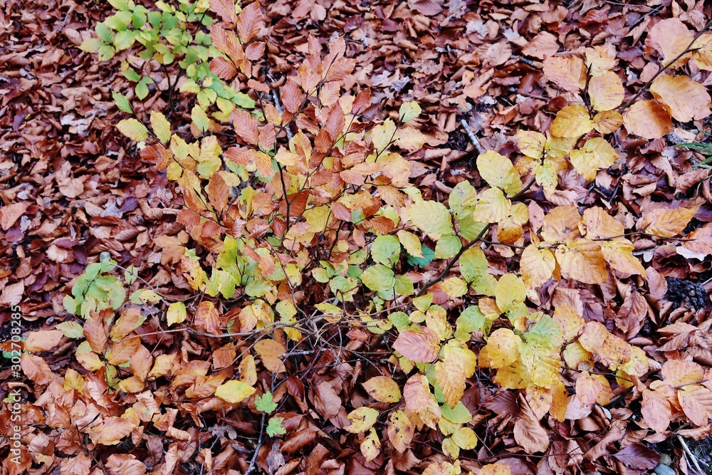 Buntes Herbstlaub Buntes Herbstlaub