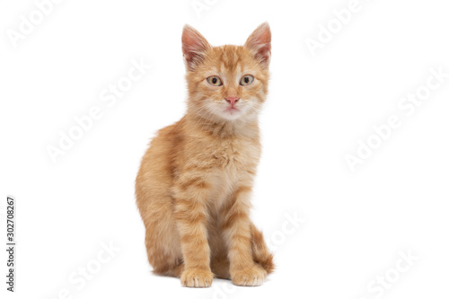 Portrait of serious tabby cat of red color isolated on a white background, looking at camera. Front view.