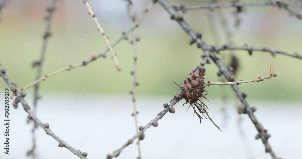 Dry cones on spruce