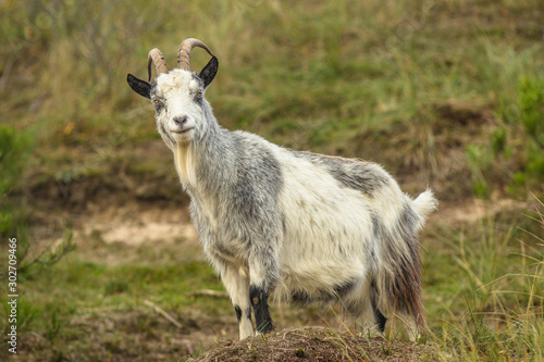 Dutch Landrace goat