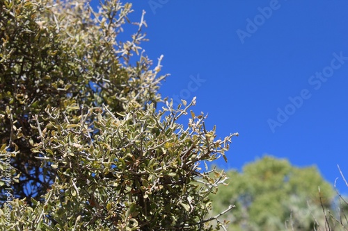 Growing in the Colorado desert near Cottonwood Spring of Joshua Tree National Park is a native plant taxonomically ranked Ziziphus Obtusifolia, casually named Greythorn.