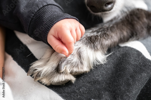 Baby hand stroking a dog's paw